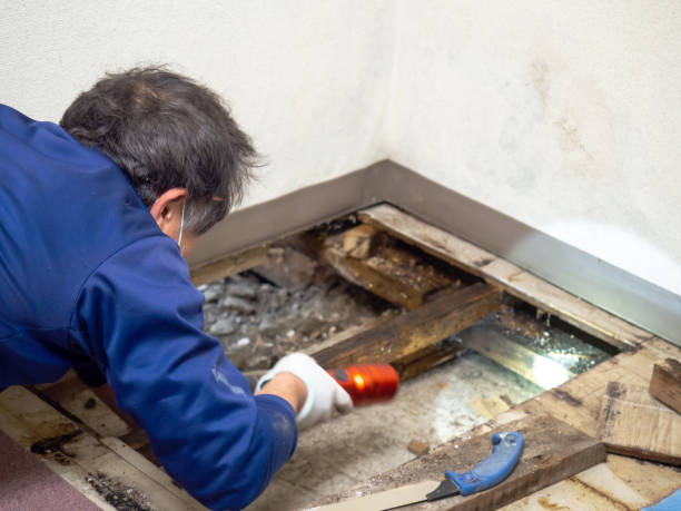 Best Mold Testing and Inspection Services in Wilson Conococheague, MD