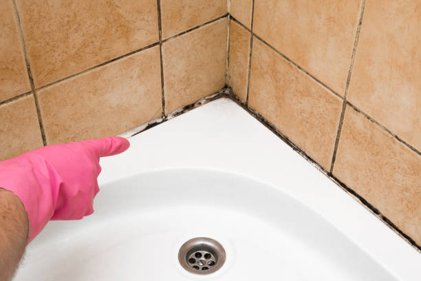 Best White Mold Remediation in Wilson Conococheague, MD